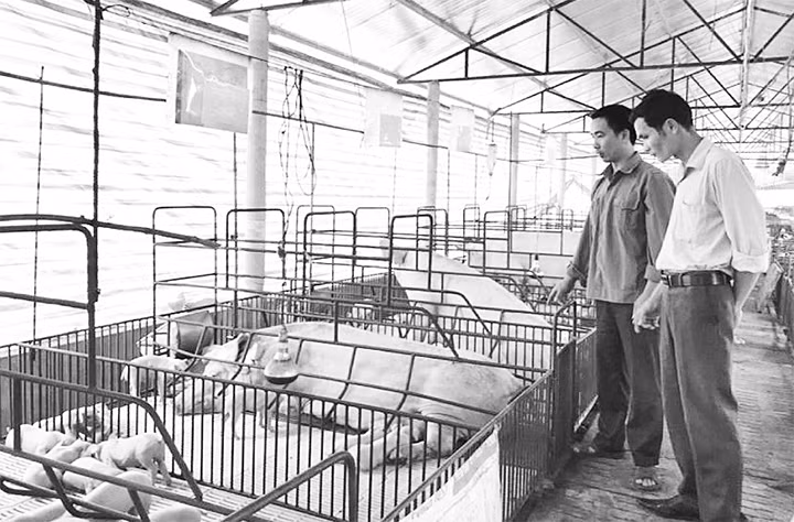 Mô hình chăn nuôi lợn thịt của gia đình anh Lương Xuân Kỳ, xã Mỹ Bằng, huyện Yên Sơn.