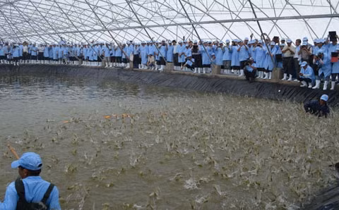 Nuôi tôm theo công nghệ hiện đại