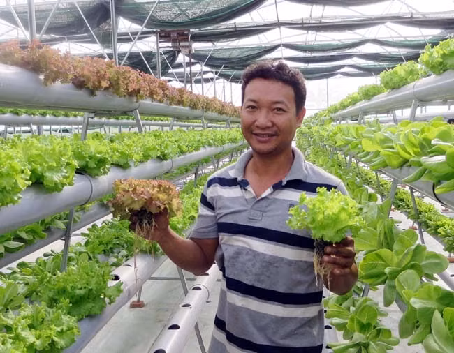 Mô hình trồng rau thủy canh ven đô thị ở Vĩnh Long cho hiệu quả cao.