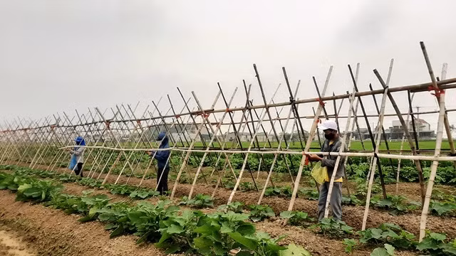 Bà con nông dân xã Tượng Sơn (Thạch Hà) bố trí lao động tham gia sản xuất hợp lý, bảo đảm thời vụ, tránh tụ tập đông người.