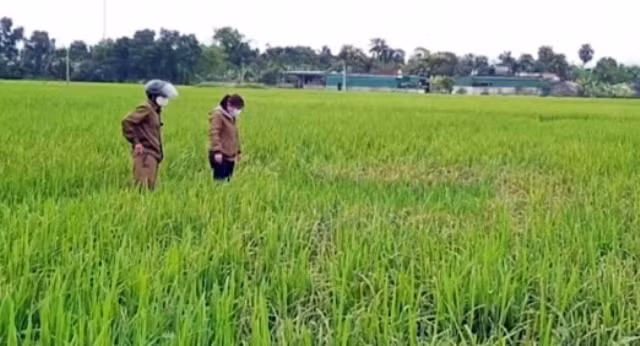Từ nay đến giữa tháng 5, các trà lúa chính sẽ bước vào giai đoạn trỗ bông, phơi màu, đây là giai đoạn mẫn cảm của cây lúa với sinh vật gây hại.