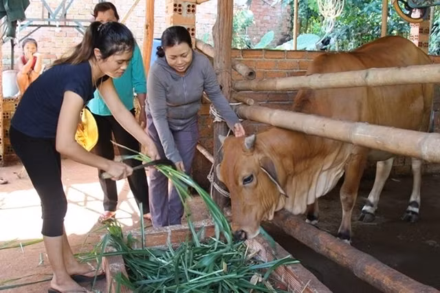 Hội viên Chi hội Phụ nữ ấp Ðông Hồ được hỗ trợ vay vốn mua bò, góp phần phát triển kinh tế gia đình.