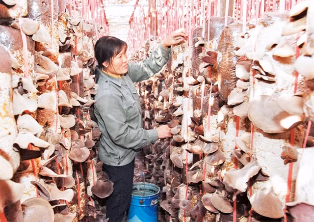Mô hình trồng nấm của phụ nữ xã Tân Dĩnh, huyện Lạng Giang (Bắc Giang). ẢNH: PHƯƠNG HOA