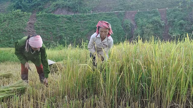 Người dân huyện nghèo Nậm Pồ, tỉnh Điện Biên, thu hoạch lúa mùa (Ảnh: Thúy Lan).