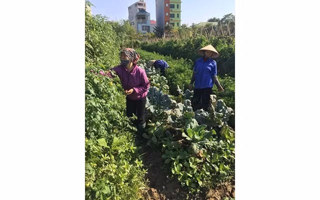 Người dân xã Thanh Xuân (Sóc Sơn, Hà Nội) chăm sóc rau màu.