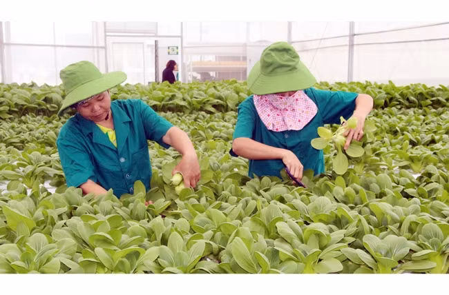 Thu hoạch rau thủy canh ở xã Quảng Tân, huyện Quảng Xương (Thanh Hóa).