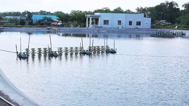 Những đầm tôm tại ấp Long Ninh, xã Long Hựu Đông sẽ dần biến mất nếu Long An đầu tư nhiệt điện than.