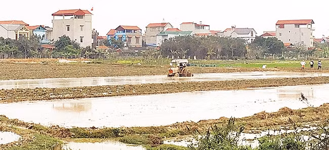 Làm đất chuẩn bị gieo cấy lúa tại xã Quang Tiến, huyện Sóc Sơn. Ảnh: Trọng Tùng