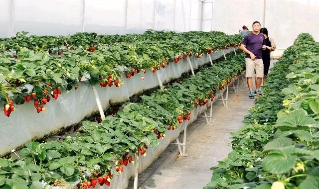 Du khách trải nghiệm tại vườn dâu đang mùa trĩu quả.