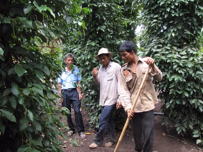 Người dân ấp Sóc Nê, xã Tân Tiến (Bù Đốp, Bình Phước) chăm sóc cây hồ tiêu.