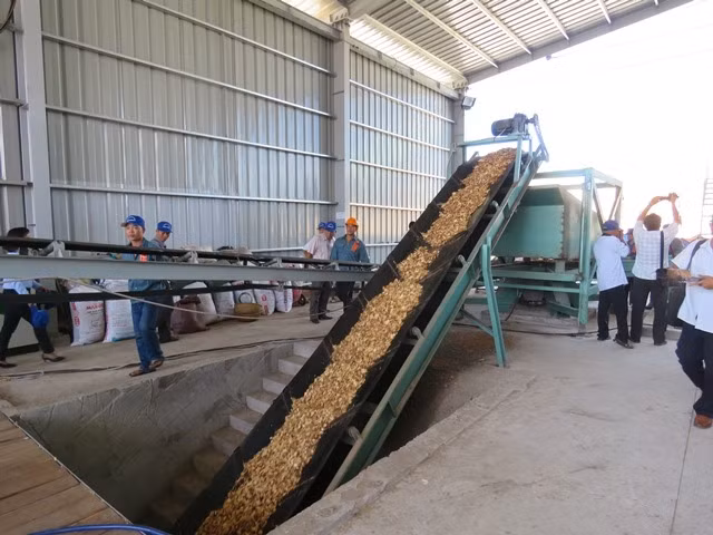 Phú Yên đưa nhà máy chế biến nguyên liệu gỗ rừng trồng vào hoạt động