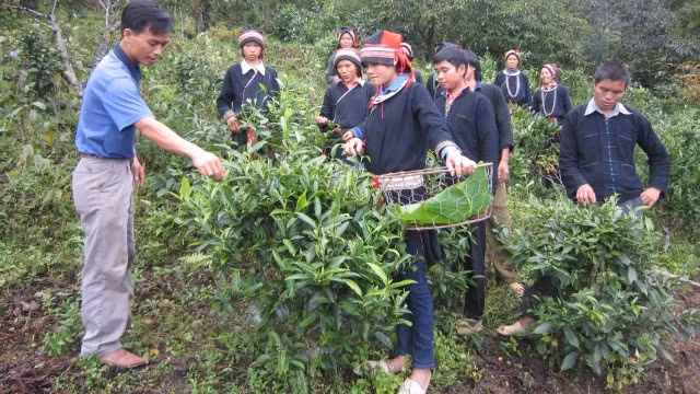 Người dân xã Na Khê, huyện Yên Minh (Hà Giang) tập huấn kỹ thuật thu hái chè búp tươi.