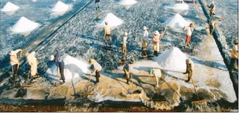 Diêm dân huyện Đông Hải (Bạc Liêu)
thu hoạch muối.