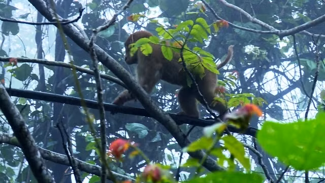 Cá thể khỉ vàng quý hiếm được thả về tự nhiên.