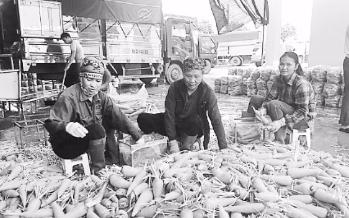 Mô hình cánh đồng rau an toàn ở xã Nhân Huệ (TP Chí Linh, tỉnh Hải Dương) cho sản phẩm đạt chuẩn tiêu thụ ở các hệ thống siêu thị lớn.
