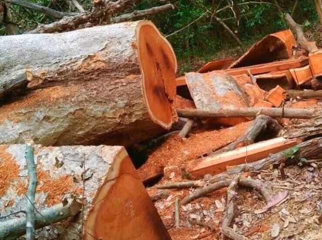 Hàng chục cây gõ đỏ tại Vườn Quốc gia Yok Đôn bị khai thác trái phép được phát hiện ngày 26-1.