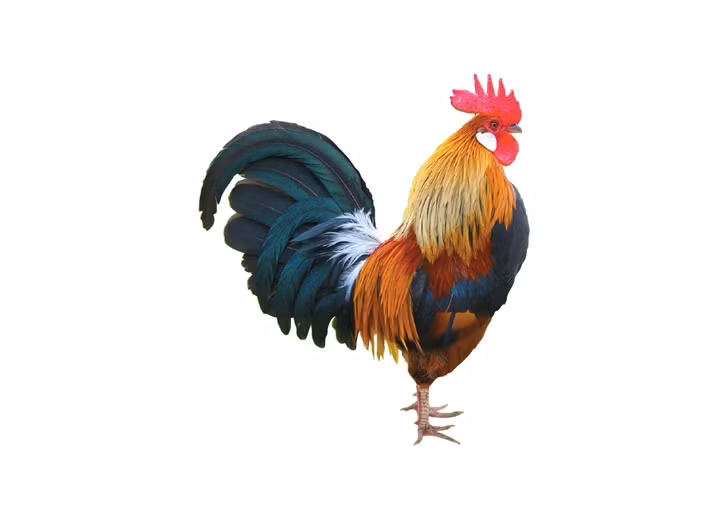Con gà trống của người Dao 