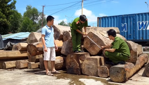 Toàn bộ số gỗ tang vật bị lực lượng chức năng thu giữ.