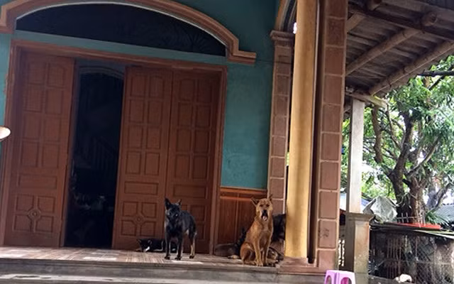 Đàn chó dữ của gia đình bà Lê Thị An, thôn Đồng Lý, thị trấn Lương Bằng, huyện Kim Động, tỉnh Hưng Yên cắn cháu bé (Ảnh: Phạm Hà).