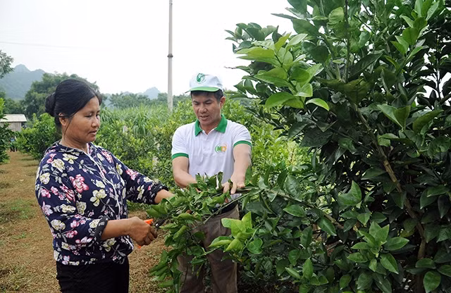 Cán bộ HTX Nông nghiệp và Thương mại Mường Ðộng hướng dẫn người dân xã Tú Sơn, huyện Kim Bôi (Hòa Bình) chăm sóc cây ăn quả. Ảnh: TRẦN SƠN