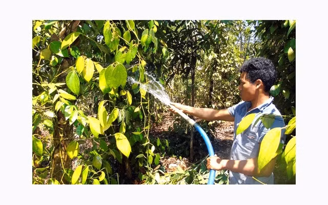 Người dân xã Thống Nhất, huyện Bù Ðăng (Bình Phước) dẫn nước từ suối để tưới hồ tiêu. Ảnh: HOÀNG BẮC