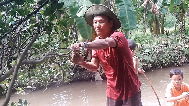 Anh Trần Đức Thắng đang chăm sóc vườn cam của gia đình.