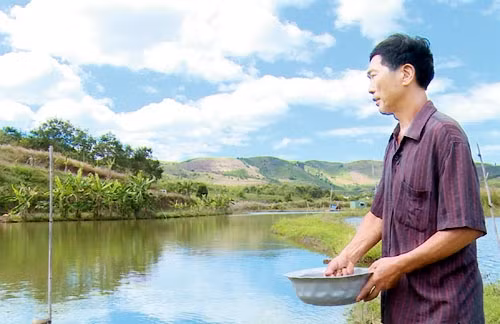 Gia đình ông Phạm Văn Đào, thôn Iệc, xã Bờ Y, huyện Ngọc Hồi (Kon Tum) làm giàu từ mô hình VACR.