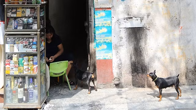 Chó thả rông sẽ bị thu gom