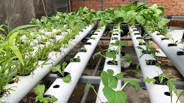 Lưu ý khi trồng rau thủy canh