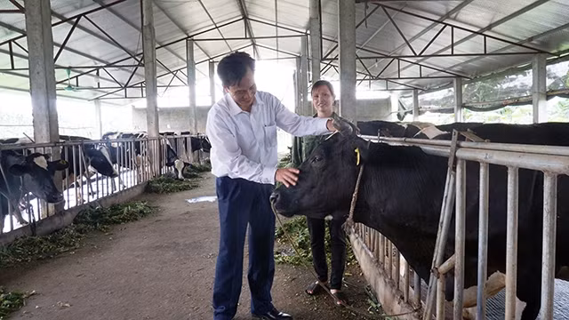 Chủ tịch UBND xã Mộc Bắc Trần Hồng Quang thăm đàn bò sữa của người dân.