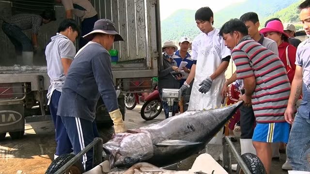 Ngư dân bốc xếp cá ngừ chuẩn bị đưa đi tiêu thụ tại cảng cá Hòn Rớ (TP Nha Trang, Khánh Hòa).