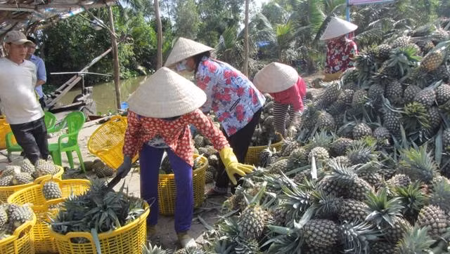 Thu hoạch khóm ở xã Hỏa Tiến, TP Vị Thanh
