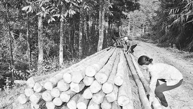 Khai thác gỗ rừng trồng tại thôn Bản Hùa, thị trấn Nà Phặc, huyện Ngân Sơn (Bắc Cạn).