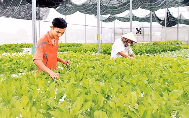 Nông dân Công ty TNHH Nông nghiệp sạch Sao Mai, xã Long Mỹ, huyện Ðất Ðỏ (Bà Rịa - Vũng Tàu) chăm sóc rau thủy canh. Ảnh: QUANG VINH