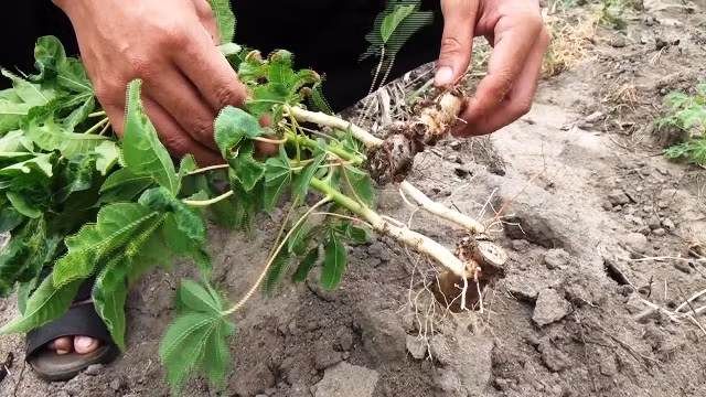 Ngành nông nghiệp tỉnh Phú Yên kiểm tra thực tế, lấy mẫu những diện tích sắn nhiễm bệnh khảm lá.