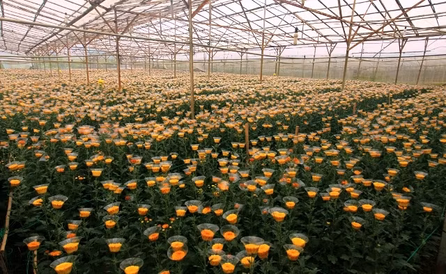Dù bị ảnh hưởng nặng do bão số 12, nhưng đến nay người làng hoa đã sẵn sàng đón du khách tham dự Festival hoa Đà Lạt 2017.