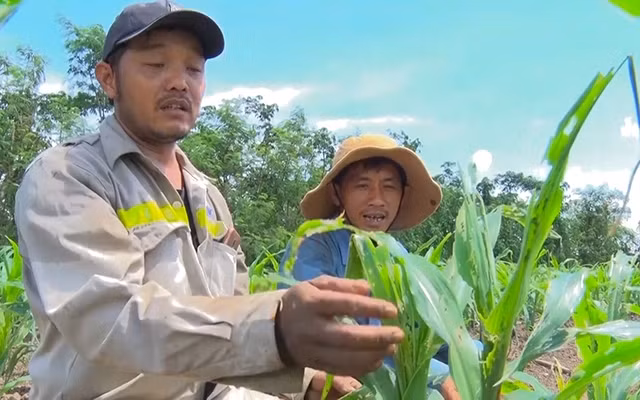 Nhiều diện tích ngô của nông dân ở Đồng Nai bị sâu keo mùa thu phá hoại. 