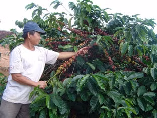 Kiểm tra sự phát triển
của cây Ca-phê ở Huyện Đác Min.