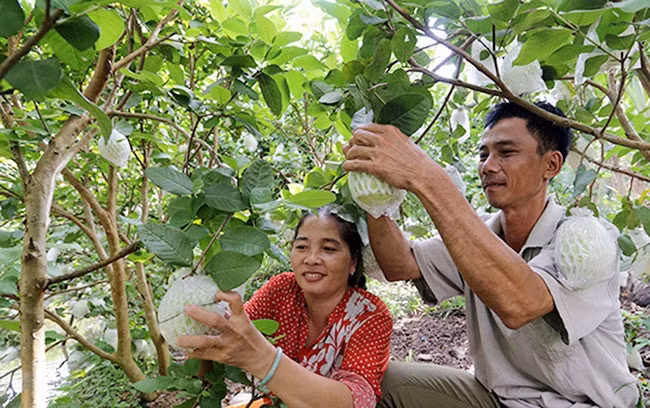 Người dân xã Bình Hòa Phước, huyện Long Hồ (Vĩnh Long) sử dụng vốn vay của Ngân hàng Chính sách xã hội đầu tư phát triển sản xuất. Ảnh: TRẦN VIỆT LINH
