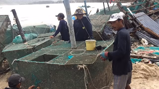 Ngư dân Phú Yên chuẩn bị lồng nuôi tôm hùm cho vụ mới.