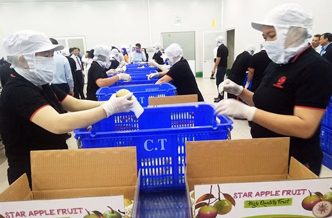 Đóng gói sản phẩm vú sữa tại Công ty TNHH Cát Tường (Tiền Giang) để xuất sang thị trường Hoa Kỳ. Ảnh: MINH ĐẢM