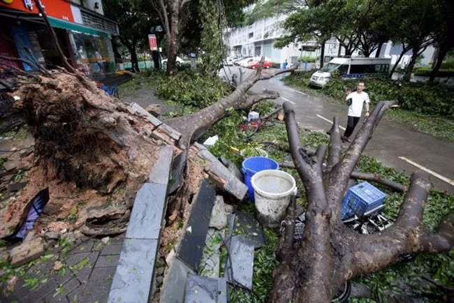 Siêu bão Mangkhut làm bật gốc những cây lớn tại thành phố Thẩm Quyến, tỉnh Quảng Đông, Trung Quốc. Ảnh: Reuters.