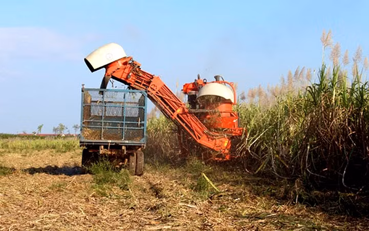 Thu hoạch mía đường tại trang trại của Hoàng Anh Gia Lai tại tỉnh Át-ta-pư (Lào). Ảnh: TRẦN MẠNH