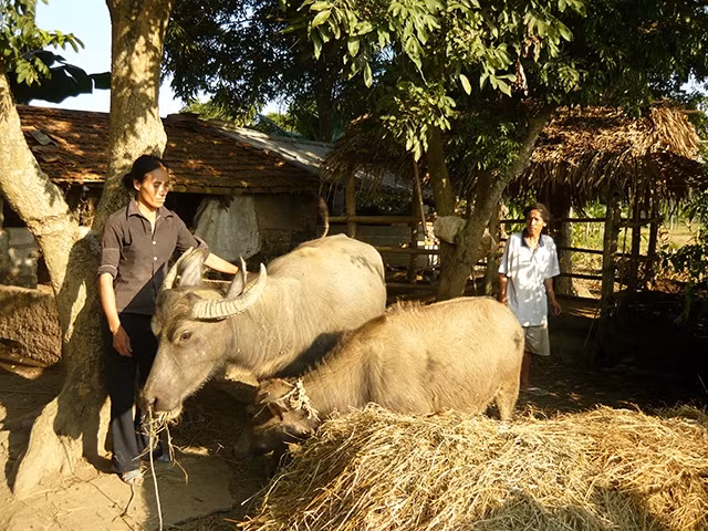 Nhờ được vay vốn và hướng dẫn kỹ thuật, nhiều hộ nghèo ở Tuyên Quang phát triển chăn nuôi gia súc, góp phần tăng thu nhập.
