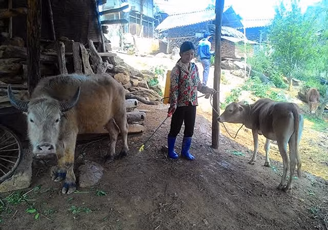 Người dân bản Sin Chải, xã Sùng Phài, huyện Tam Ðường (Lai Châu) phun thuốc tiêu độc khử trùng chuồng trại chăn nuôi. Ảnh HOÀNG CƯỜNG