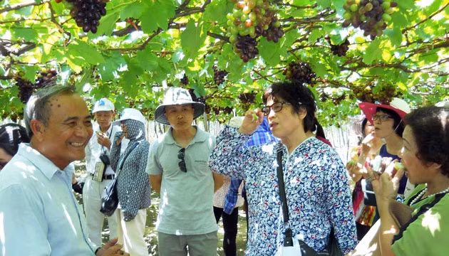 Vườn nho Ba Mọi, trồng theo tiêu chuẩn VietGap, luôn thu hút đông đảo du khách tham quan khi đến Ninh Thuận.