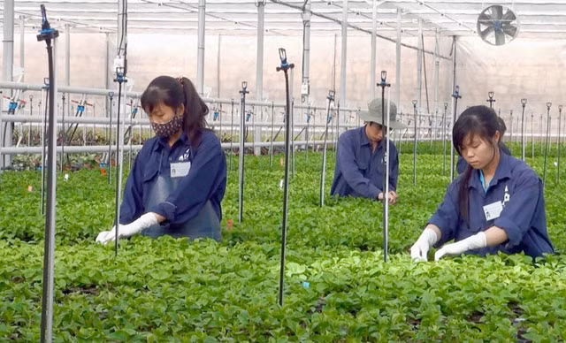 Sản xuất nông nghiệp công nghệ cao tại Lâm Đồng.