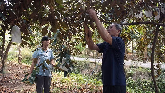 Nông dân Tiền Giang tiến hành bao trái vú sữa xuất khẩu sang Mỹ.