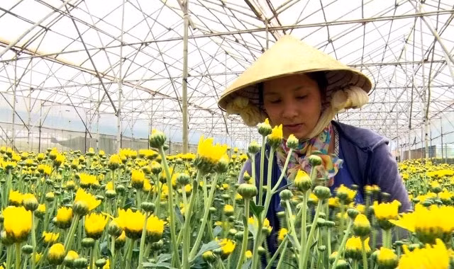 Sản xuất hoa cúc tại làng hoa Thái Phiên, TP Đà Lạt.