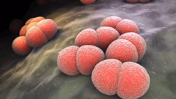 Vi khuẩn Neisseria meningitidis. (Ảnh minh họa)